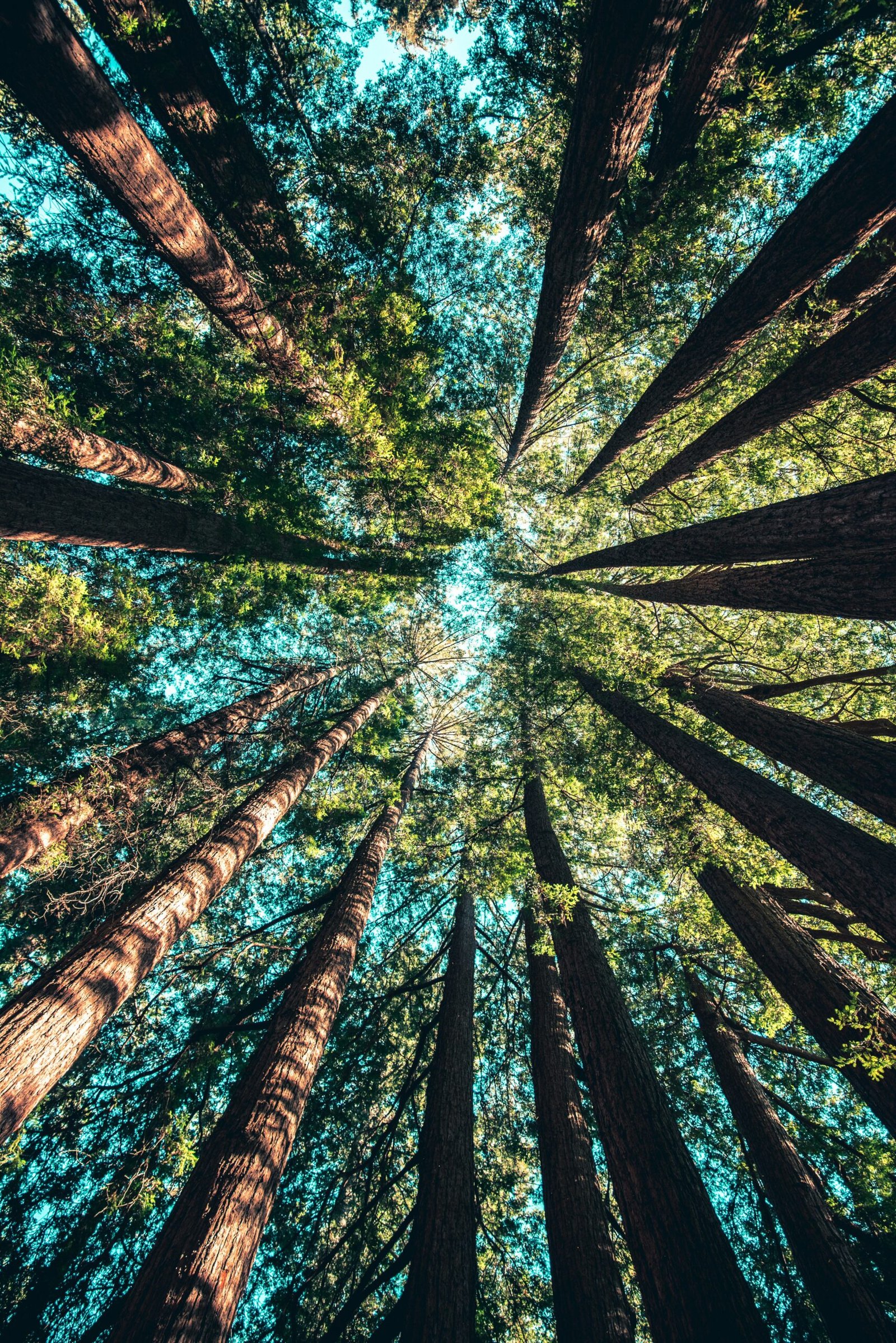 Les Bienfaits des Bains de Forêt (Shinrin-Yoku) sur la Libido et le Bien-Être Intime